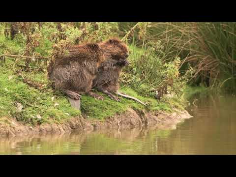 British Wildlife Photography Workshop - Beaver