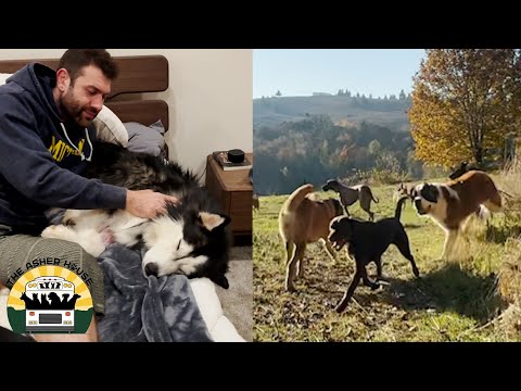 Joey the husky loves being in the house which makes sense | The Asher House