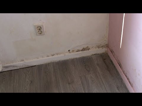 Krank durch Schimmel in Küche und Schlafzimmer | SWR | Landesschau Rheinland-Pfalz