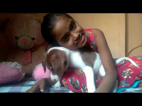 HOW TO PAMPER  A PUPPY