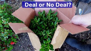 Buying Your Plants Off The Internet: Is It Worth It? Honest Review