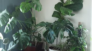 Houseplants 2024 Low light plants survive in Winter