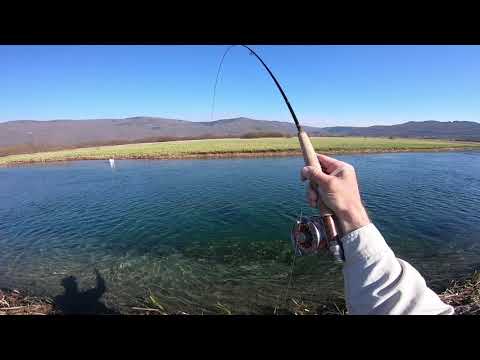 Nice gacka river trout that got stuck in the weeds