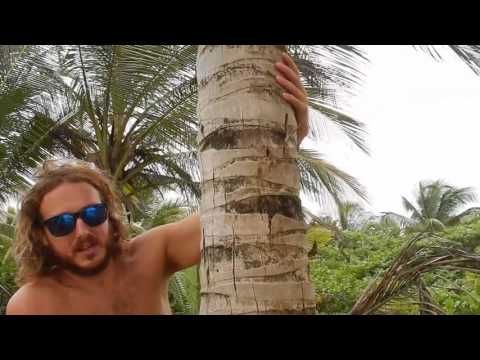 How to Climb a Coconut Tree (with Instructions)