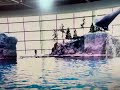 Sesame Street Classics Dolphin Jump