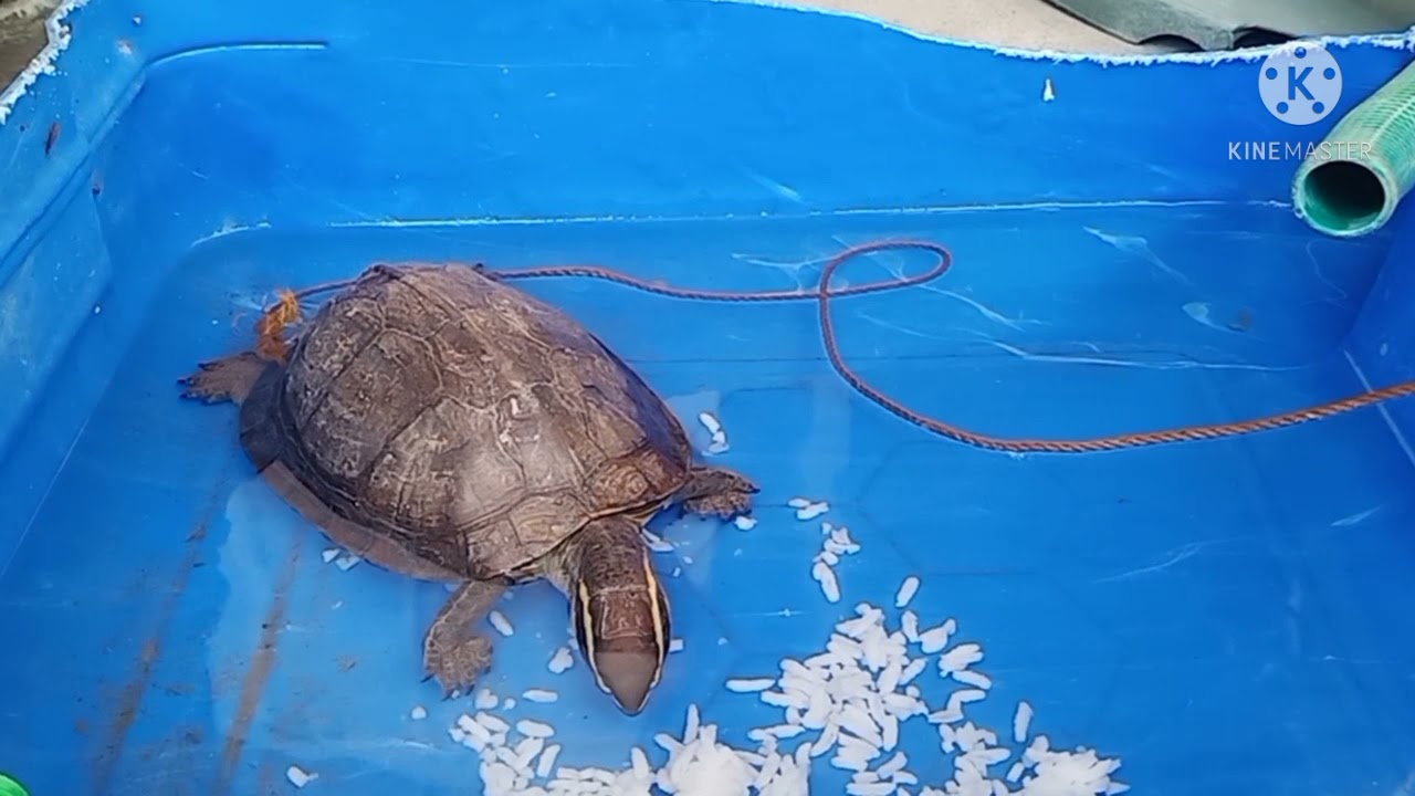 Putar video PAANO KUMAIN ANG PAGONG sekarang PAANO KUMAIN ANG PAGONG