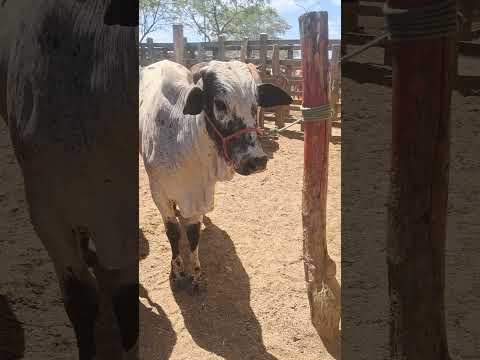 GADO BOM DE LUXO NA FEIRA DE TABIRA PE