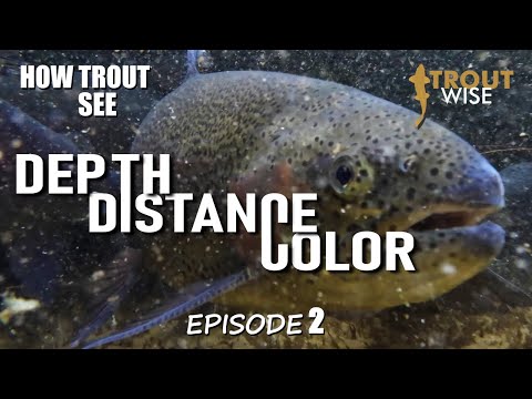 How Trout See: Depth, Distance & Color