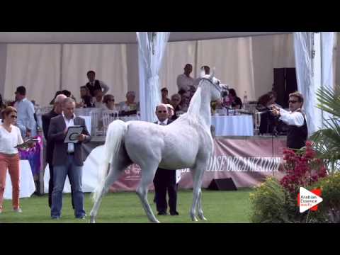 N.45 DORAR - Chantilly 2015 AWC - Mares 7 years old and above (Class 5)