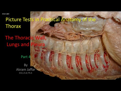 Test obrazkowy z anatomii klatki piersiowej - ściana klatki i płuca (część 4)