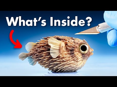 What's Inside a Pufferfish?