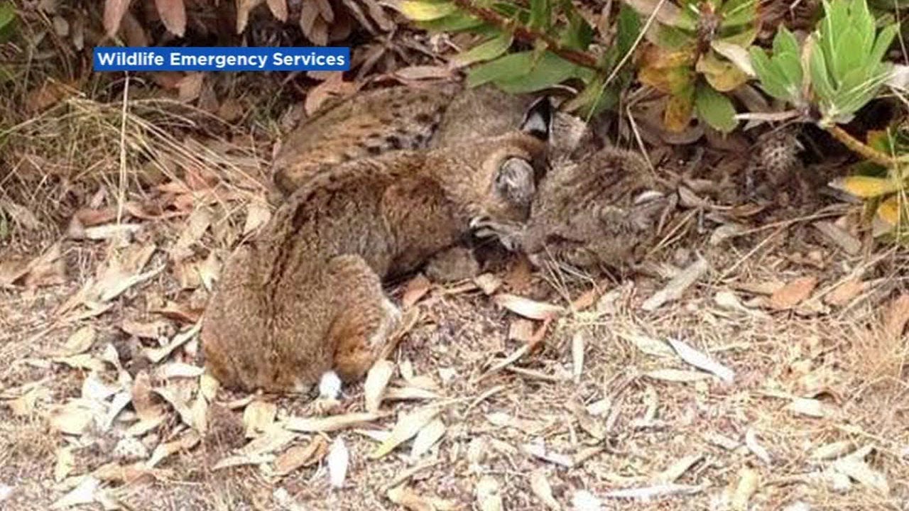 Two more bobcats sickened in Bay Area
