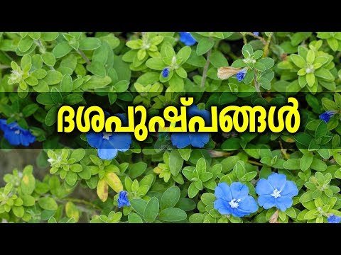 download lagu mp3 mp4 Dasapushpangal Names In Malayalam, download lagu Dasapushpangal Names In Malayalam gratis, unduh video klip Dasapushpangal Names In Malayalam