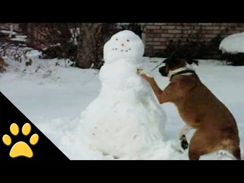 Feel Good Moment: Dogs Just Love the Snow!
