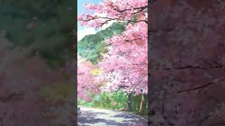 Cherry blossoms make happy. full video is on my YouTube channel. #chill #chillbeats #lofi #shorts
