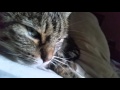 5 Minutes Of Petting A Cat In The Morning