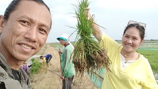 Download lagu Susy Arzetty Musim Tandur mp3 Download lagu Susy Arzetty Musim Tandur mp3