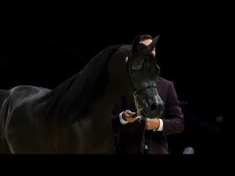 D HAYEL - Colts 2 years old Class - GCAT Abu Dhabi 2024