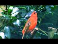 A Male Red Fody Sitting In A Branch And Singing Bird Bird Singing