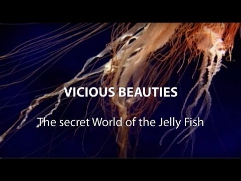 Explore the Secret World Of The Jellyfish