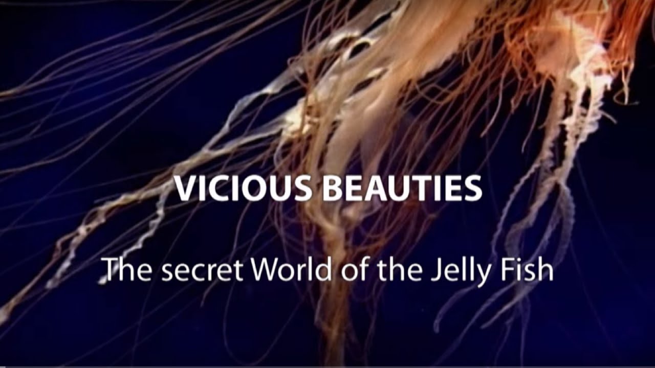 Vicious Beauties: The Secret World of the Jellyfish