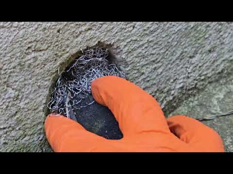 Proactive Approach for Rodents in Princeton, NJ