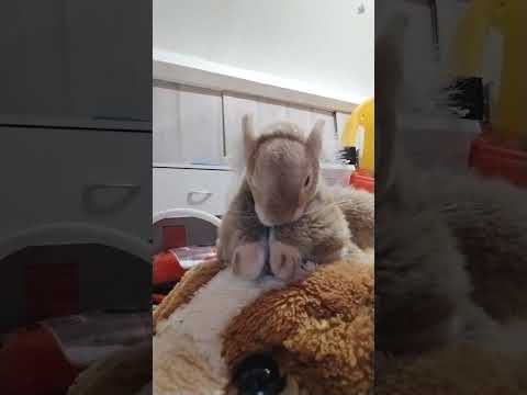 Crunch l'écureuil "la fourmi bricoleuse"