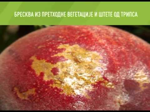 EsrZelenaprognoza020316s3m