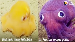 Funny Scientists Freak Out Over Crazy-Looking Sea Animals | The Dodo by The Dodo