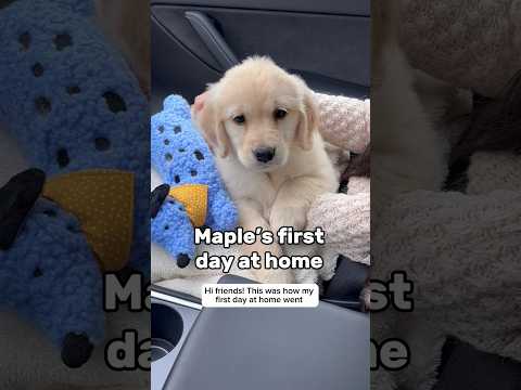 My puppy’s first day at home 🐶 #dogshorts #puppy #dog #puppyvideos #dogs #goldenretriever #puppies