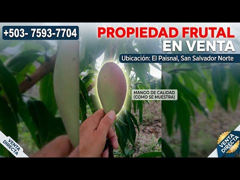 Se vende propiedad cultivada en el paisnal 