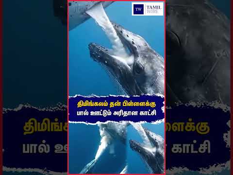 திமிங்கலம் தன் பிள்ளைக்கு பால் ஊட்டும் அரிதான காட்சி #Whale #Milk #Whalemilk #Feeding #viral #trend