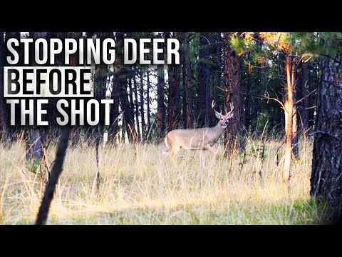 When You Should Stop a Deer Within Shooting Range