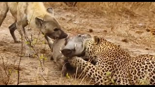 Leopard and Hyena team up to kill Warthog