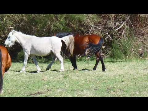 Cavalos selvagens no periodo de acasalamento P1080138 YT