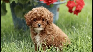 Video preview image #1 Poodle (Miniature) Puppy For Sale in GORDONVILLE, PA, USA