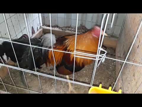 Larry romero line albany