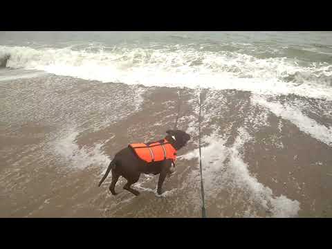 staffy loves a swim in the sea