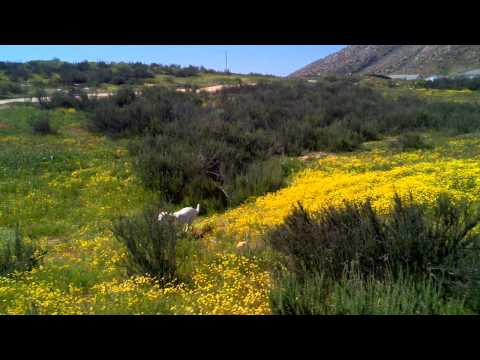 Knut running thru flower field