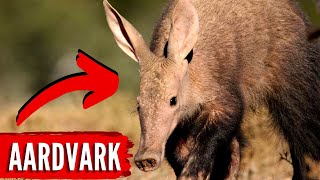 AARDVARK - Um Animal de Aparência Excêntrica