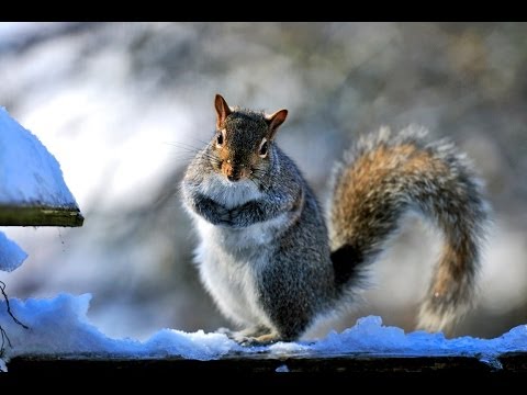 Necessity is the mother of Invention for Squirrels