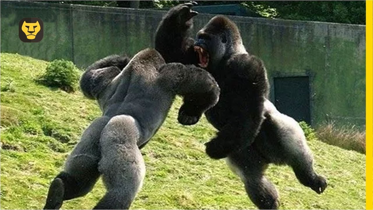 10 Datos curiosos de los Gorilas