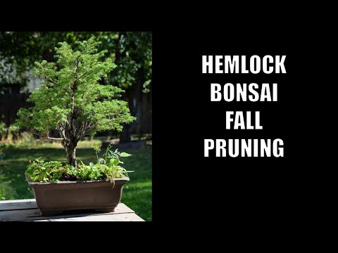 Pruning my Western Hemlock Bonsai Tree