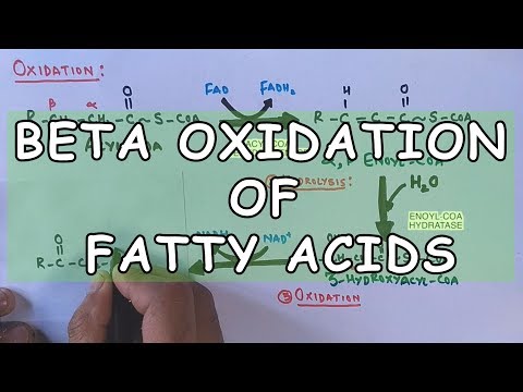 Beta Oxidation of Fatty Acids | Degradation of Saturated Fatty Acids Video