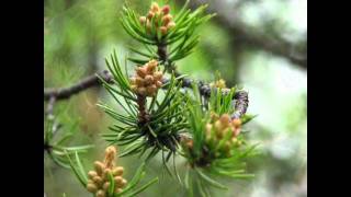 Let The Wind Chase You