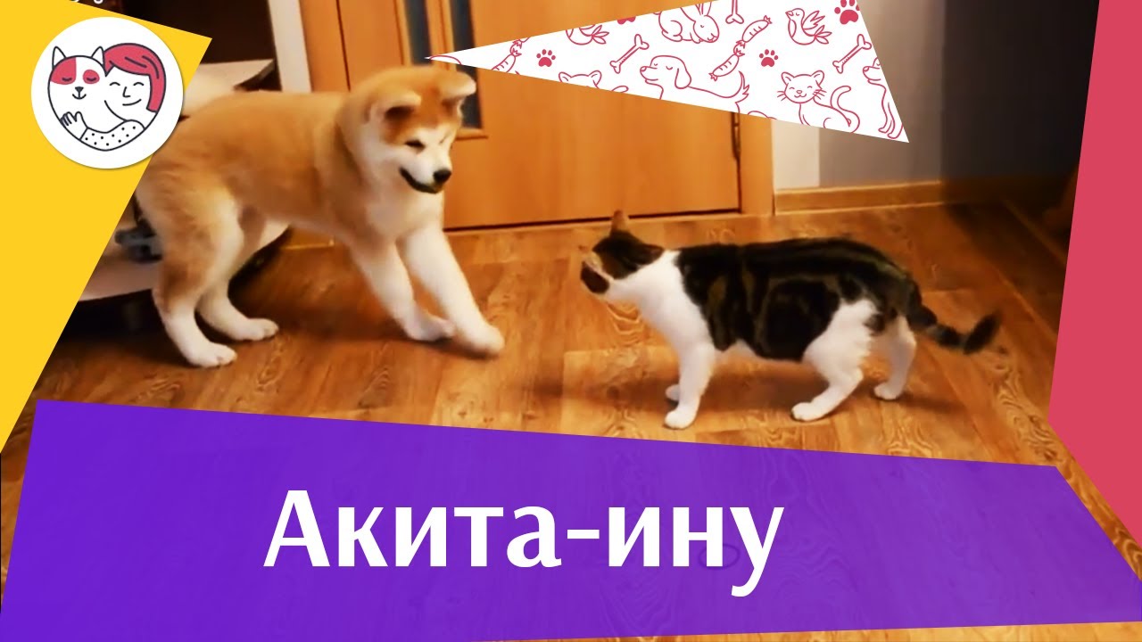 Акита Ину Интеллект на iLikePet