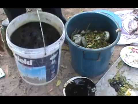 โรคสะเก็ดเงินที่เล็บมือ รักษาหญ้า mullein ของโรคสะเก็ดเงิน
