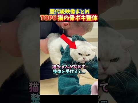 海外でバズった初めて整体を受ける猫の面白いリアクションTOP6