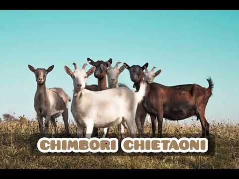 Chimbori Chietaoni By Enock Bee Superstar (Official Audio)