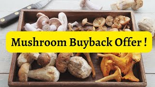 Mushroom Buyback Offer Now sell your mushroom easily #mushroomcultivation #mushroomcultivation